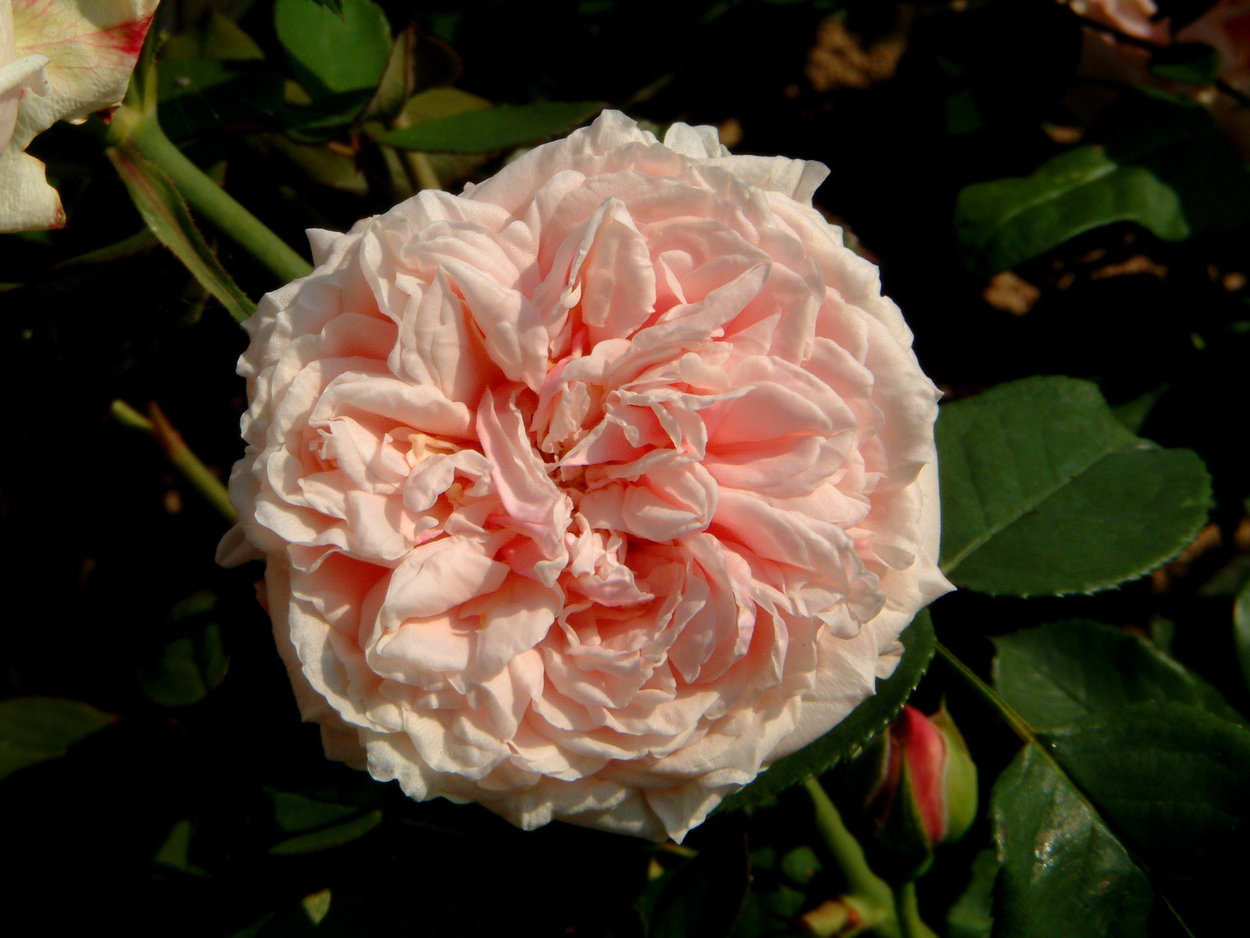 Rosa 'Gloire de Dijon'
